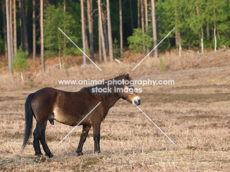 Exmoor Pony side view, near forest