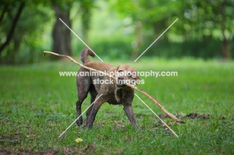 yellow labrador retriever playing with a big stick