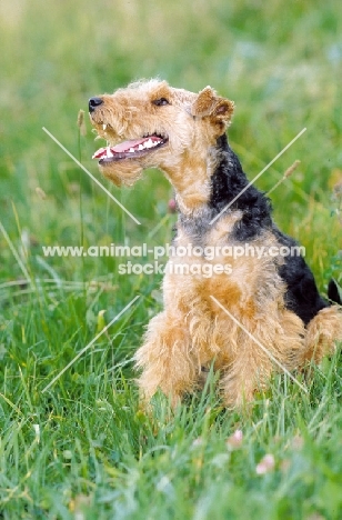 Welsh Terrier looking happy