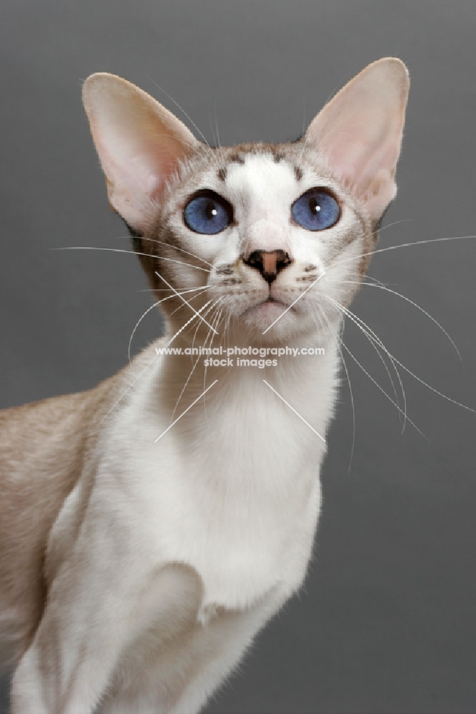 Siamese cat looking up, seal lynx point & white