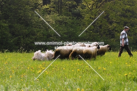 puli herding sheep with shepherd