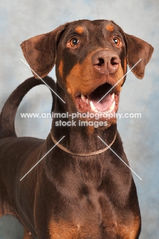 Dobermann looking surprised