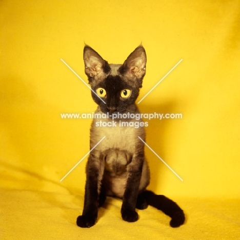 Devon rex cat on yellow background