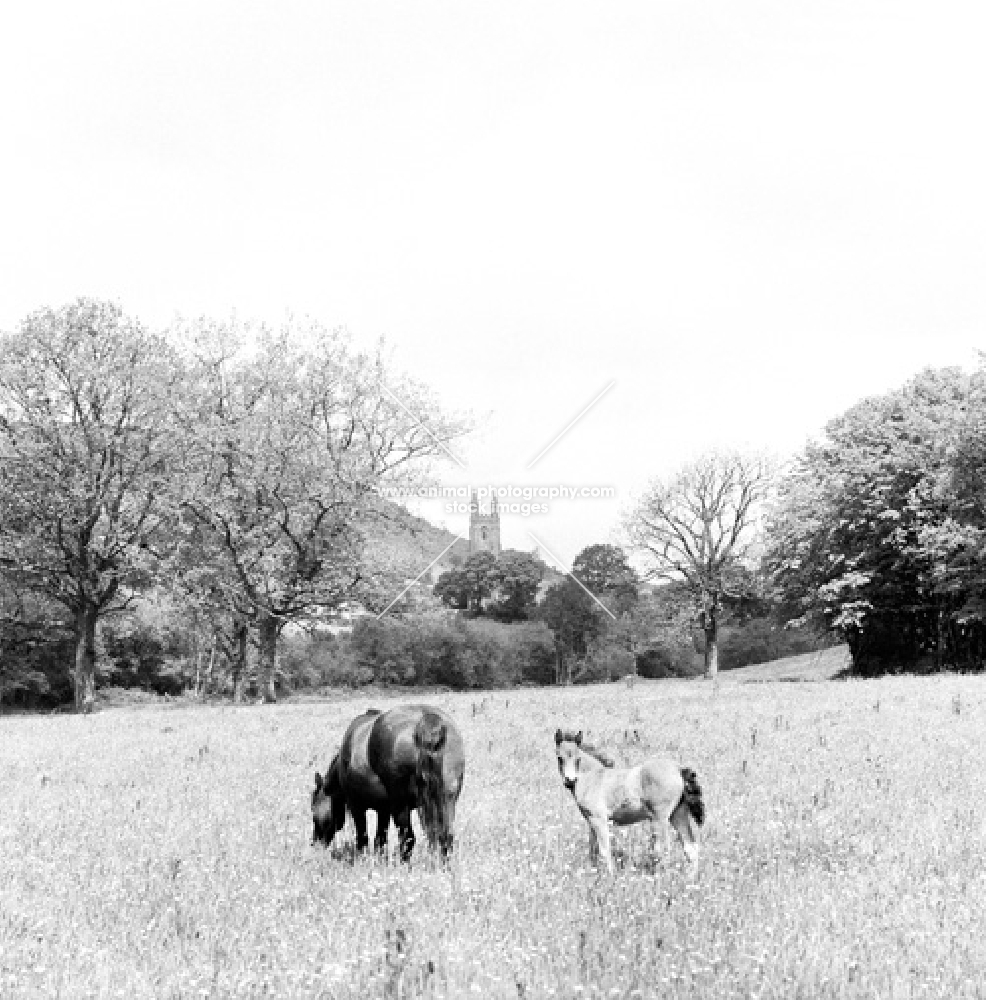 dartmoor pony mare and foal at widecombe in the moor