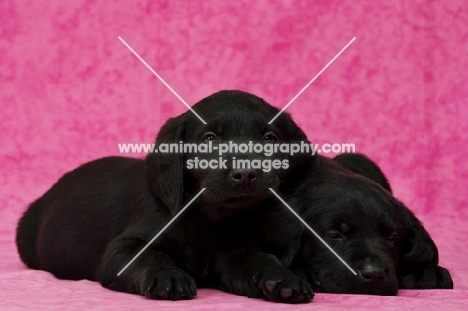 Black Labrador Puppies sleeping on a pink background