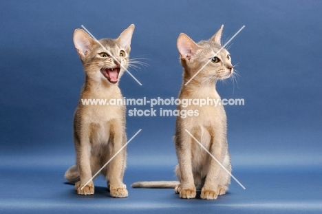 two blue abyssinian kittens sitting on blue background, one meowing