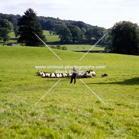 border collie returning sheep to pasture after trial