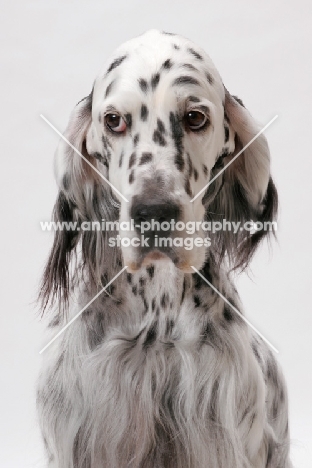 English Setter portrait (Blue Belton colour), Australian Champion