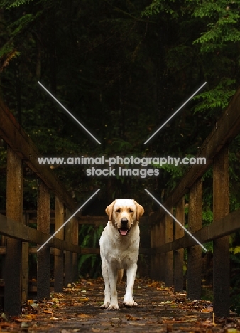 cream Labrador Retriever, front view on bridge