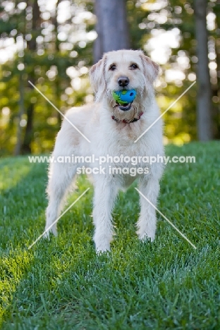 Goldendoodle with toy