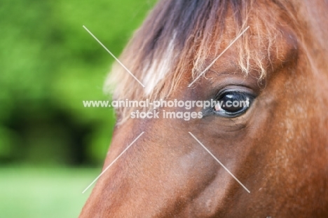 Appaloosa close up