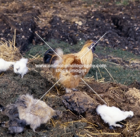 hen and chicks on dung heap