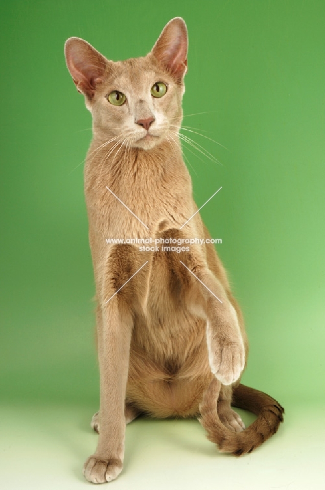 fawn oriental shorthair cat, one leg up