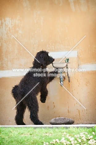 goldendoodle drinking from water fountain