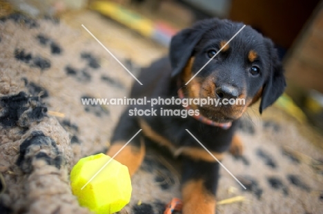 beauceron puppy with ball