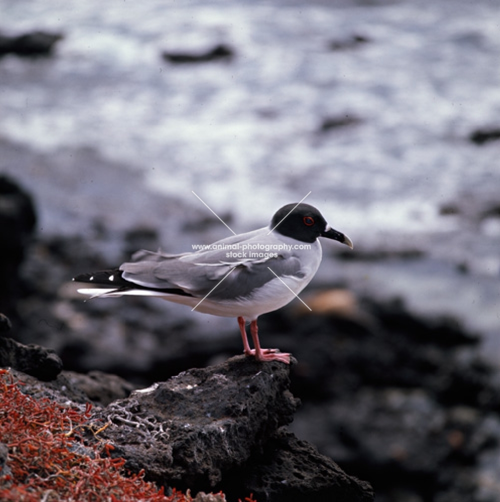 swallow tailed gull on champion island, galapagos islands