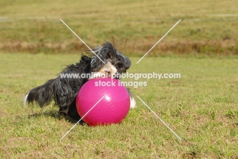 Bearded Collie playing with big pink ball