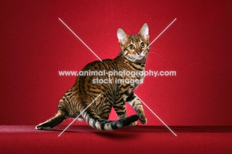 Toyger cat turning