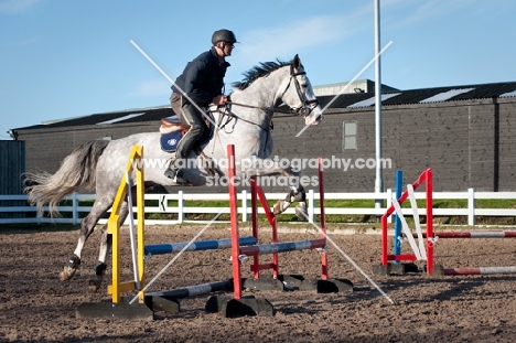 Holstein jumping