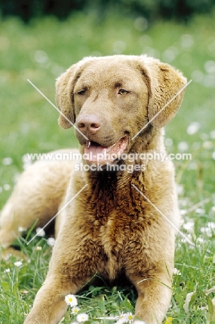 chesapeake bay retriever in grass