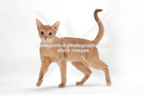 fawn Abyssinian walking