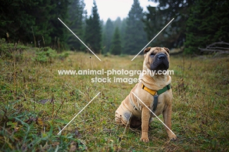 shar pei standing in a forest surrounding