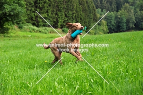 Chesapeake Bay Retriever retrieving dummy