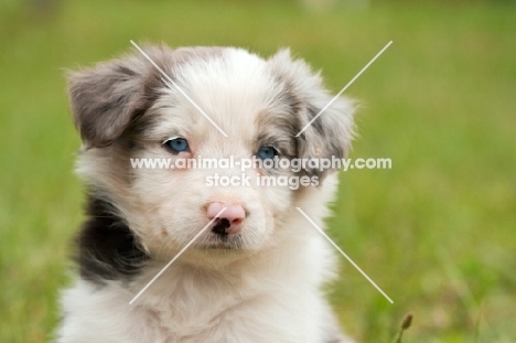 Border Collie puppy