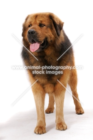 Australian Champion Tibetan Mastiff