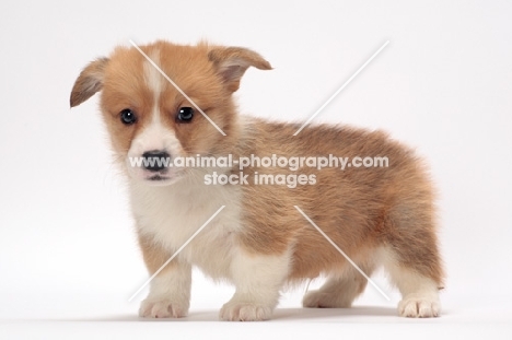Welsh Corgi Pembroke puppy on white background