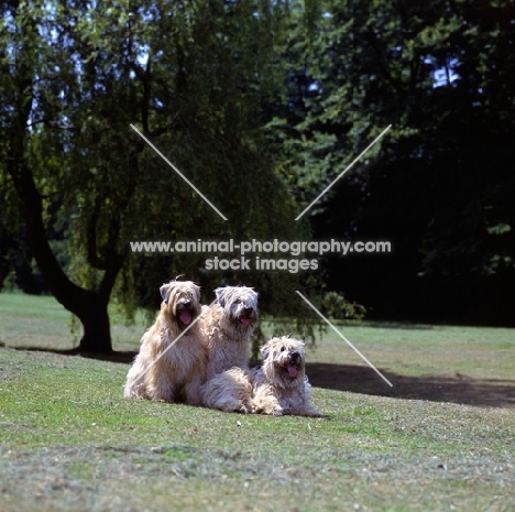 three soft coated wheaten terriers lying, sitting, standing