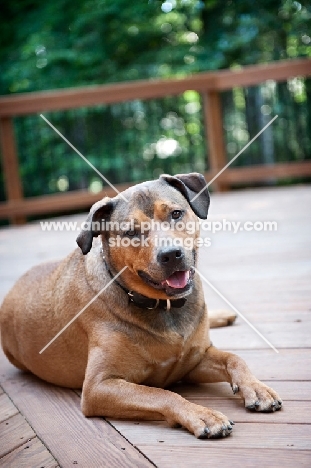 staffordshire terrier mix lying down on porch/deck