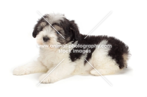 Polish Lowland Sheepdog puppy lying down on white background