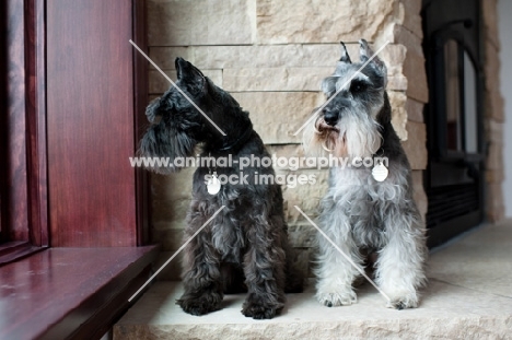 Salt and pepper and black Miniature Schnauzers standing on stone ledge, looking out window.