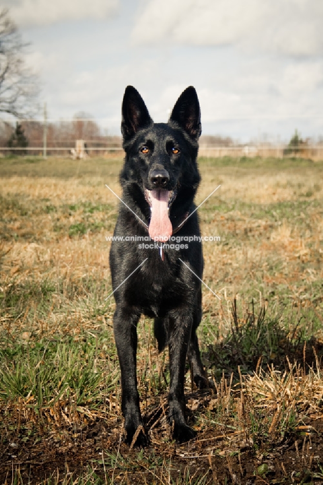 black Shepherd standing in field