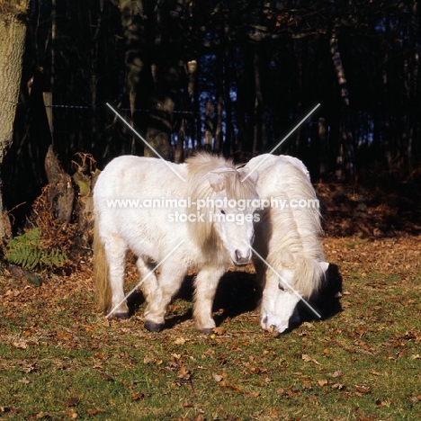 two shetland ponies in winter
