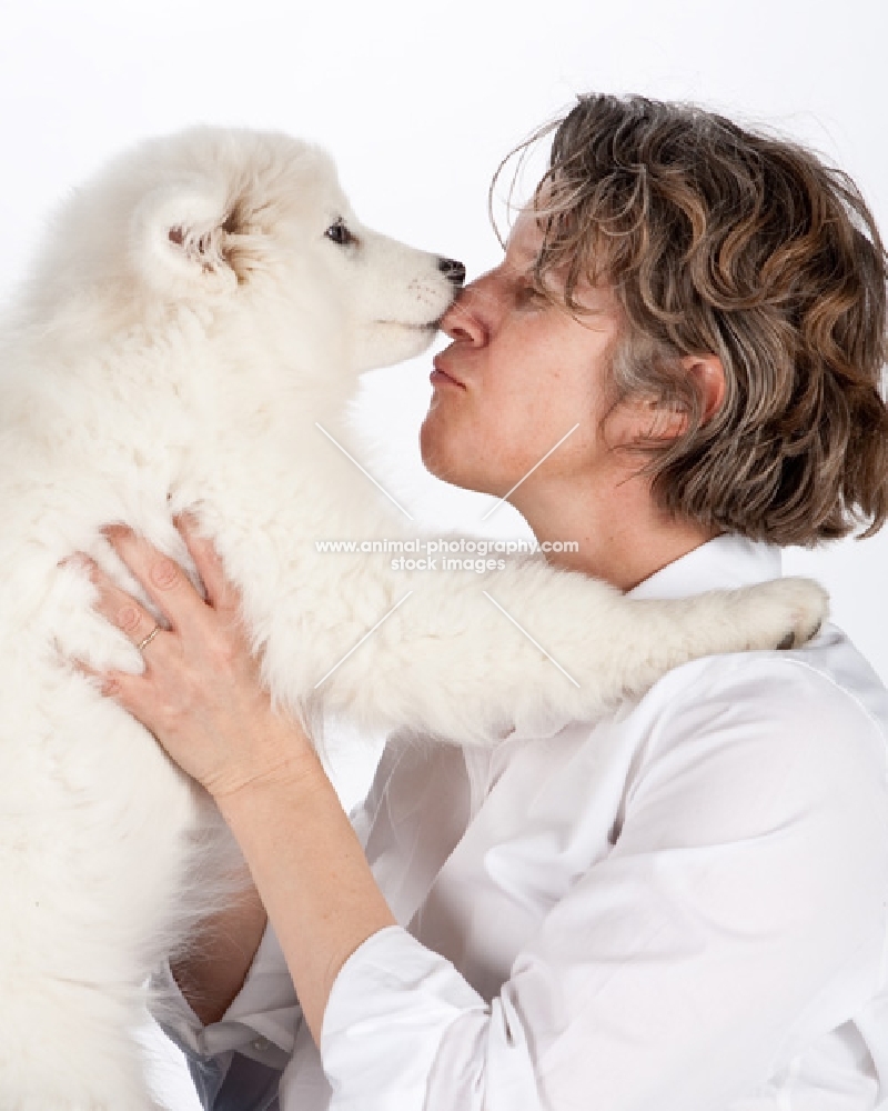samoyed puppy, kissing
