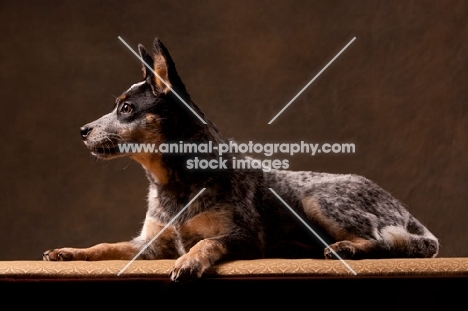 Australian Cattle Dog lying down