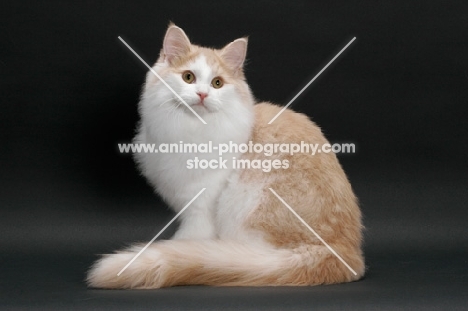 Cream and White Norwegian Forest cat, sitting down