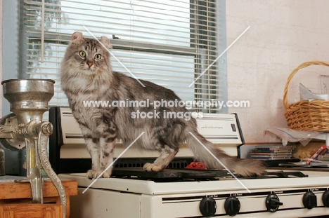 American Curl in kitchen