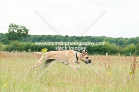 Great Dane running in field