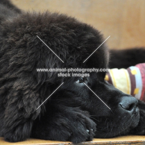 young black Newfoundland dog
