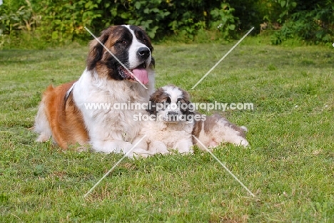 Champion Moscow Guard dog with puppy