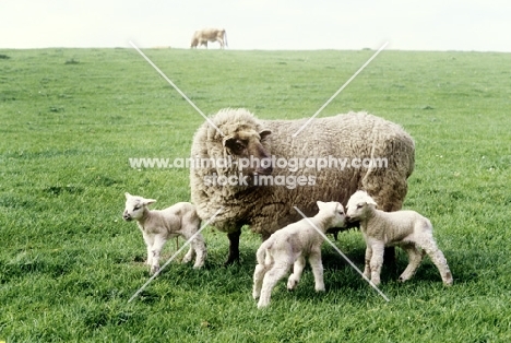 mixed breed sheep, ewe and three lambs, triplets