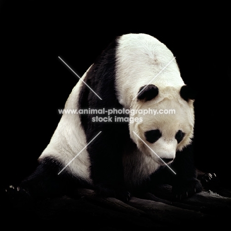 giant panda looking sad