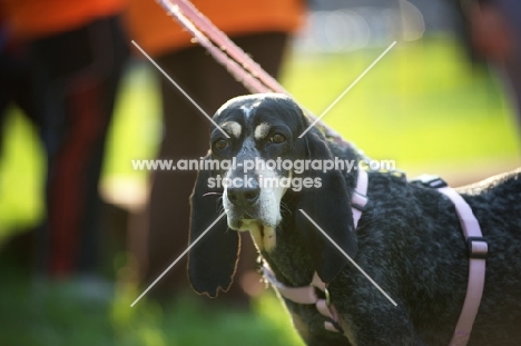 close-up portrait of bluetick coonhound with a pink harness