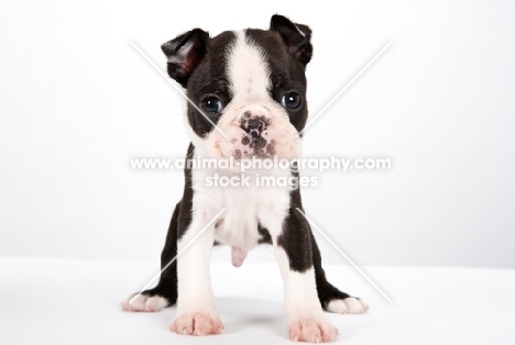 Boston Terrier puppy