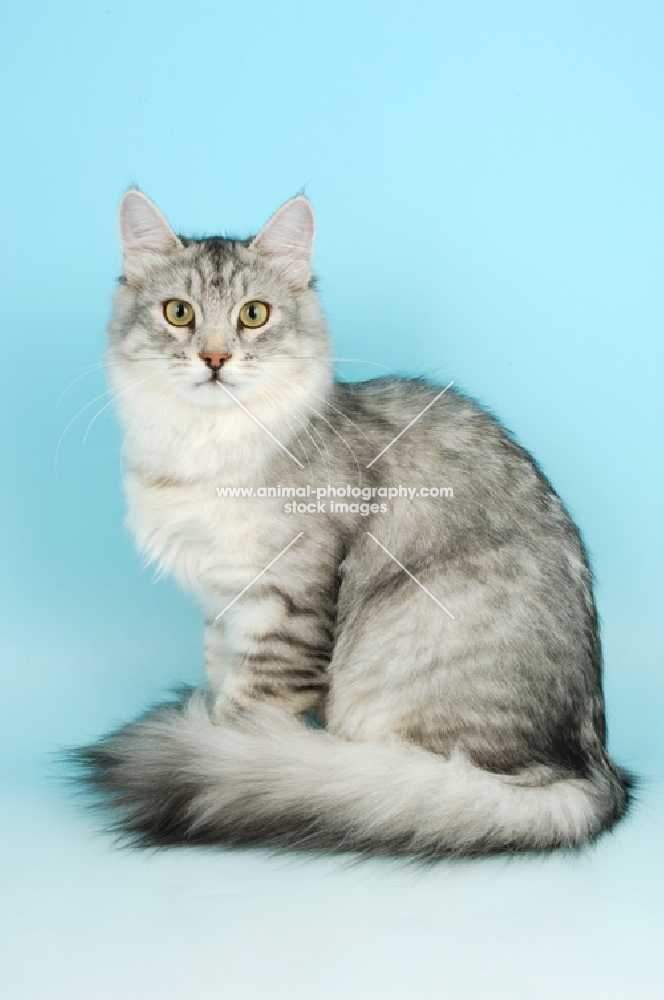 silver shaded siberian sitting down