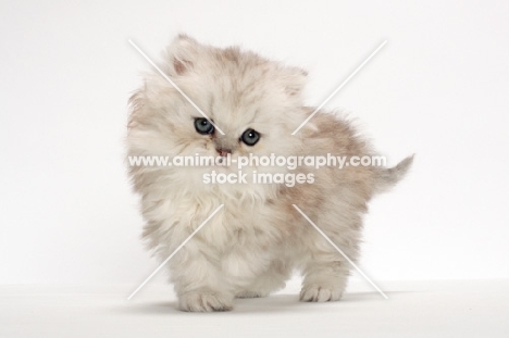 Chinchilla Silver Persian kitten