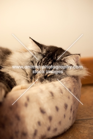 Norwegian Forest Cat sleeping